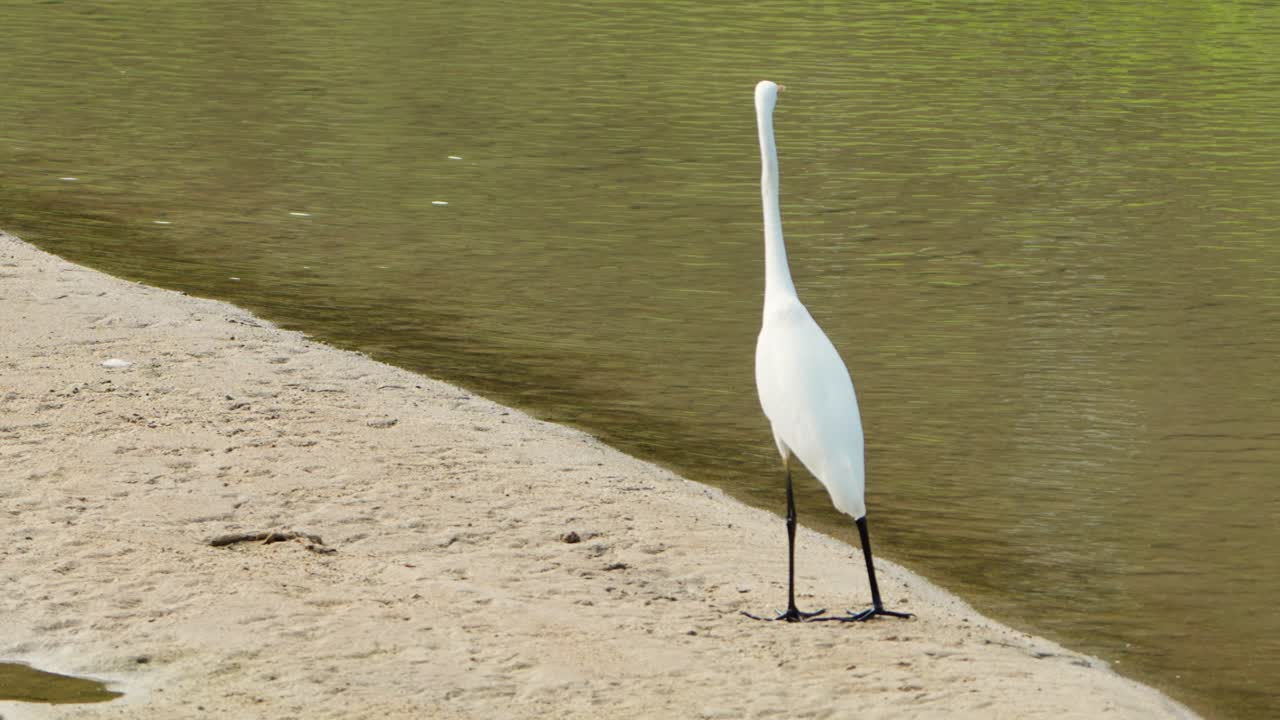 un simple pájaro blanco de la gran garza oriental se pasea por la playa de arena de la costa en busca de comida