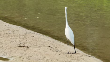 mere white eastern great egret bird strolls on sandy beach stream coast searching food