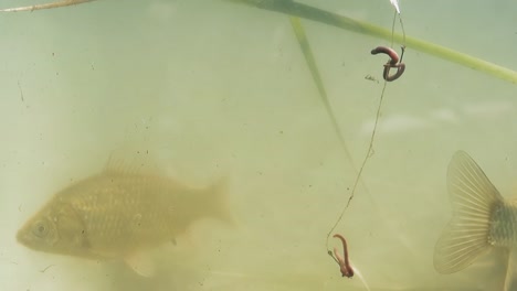 fish swim in the lake near the fish hook 1