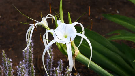 flor de lirio de cocodrilo en un jardín