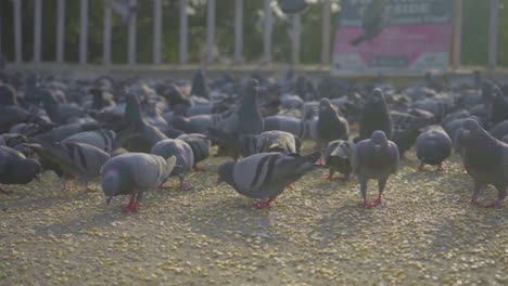 a lot of pigeons eating  seeds in the morning in a park slow-mo 4k
