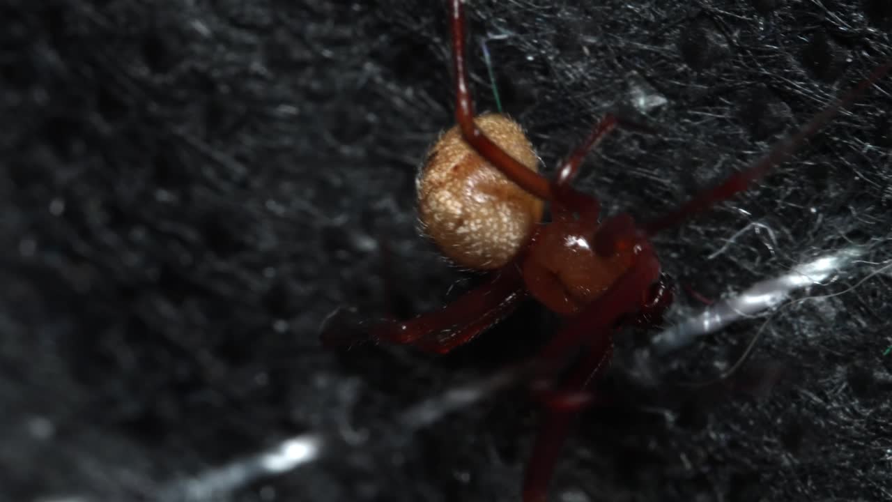 클로즈업 남성 일반 집 거미가 검은 천에 웹을 부착하고, 그 다음 움직입니다.