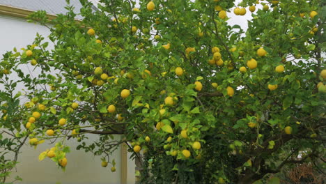 Ramas-De-Limonero-En-Una-Granja-Llena-De-Limones-Meciéndose-En-El-Viento