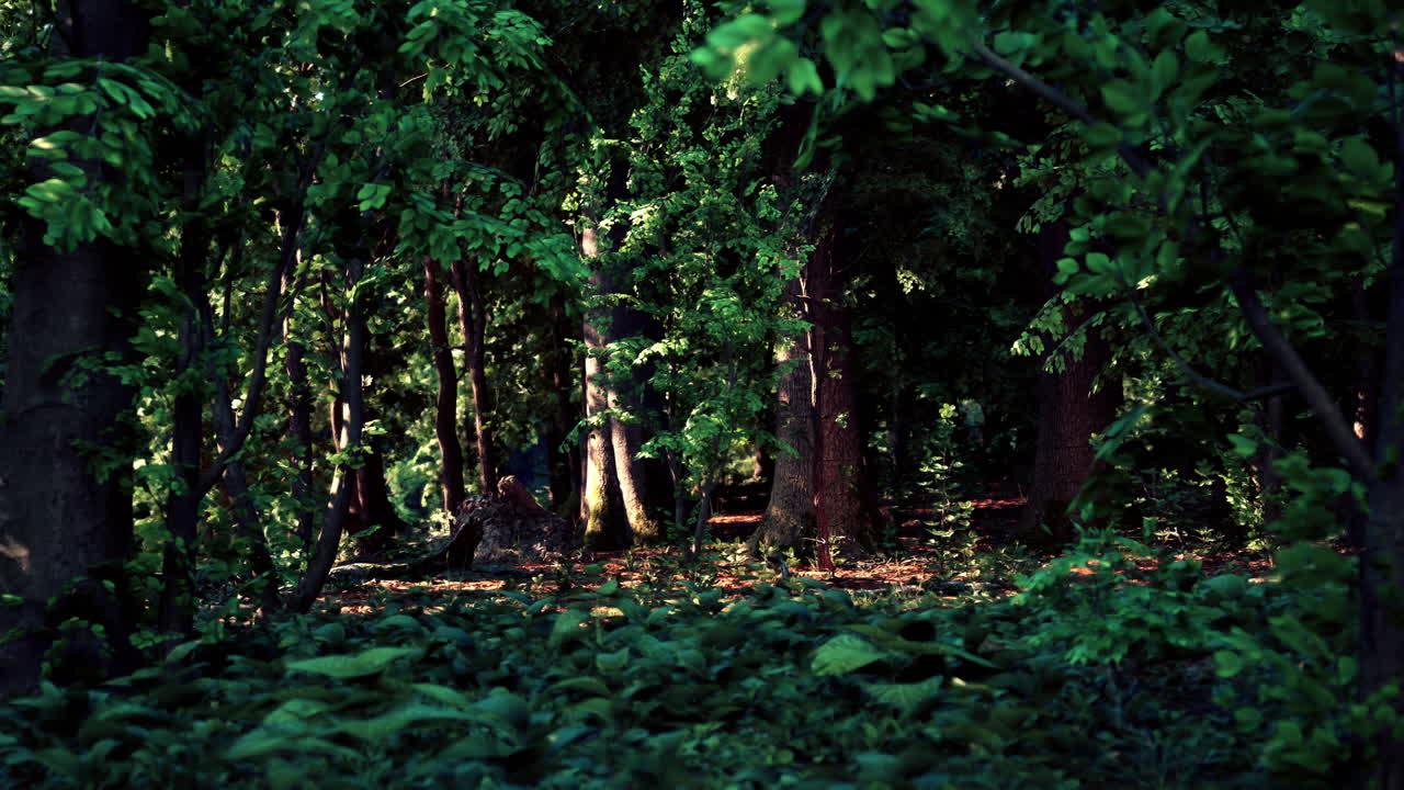 빛이 울창한 숲을 들여다보고
