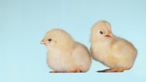 dos pollos de mascota en el fondo aislado.