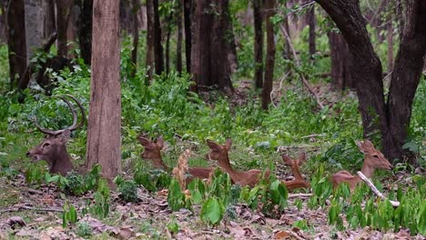 El-Ciervo-Del-Campo-Es-Una-Especie-En-Peligro-De-Extinción-Debido-A-La-Pérdida-De-Hábitat-Y-La-Caza