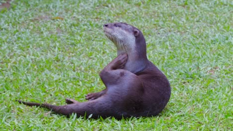 lutrogale perspicillata mammal single smooth coated otter scratching itself - close up