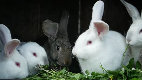 rabbits eating green foliage