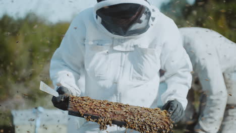 beekeeper controlling manuka honey bee hive frame in apiary