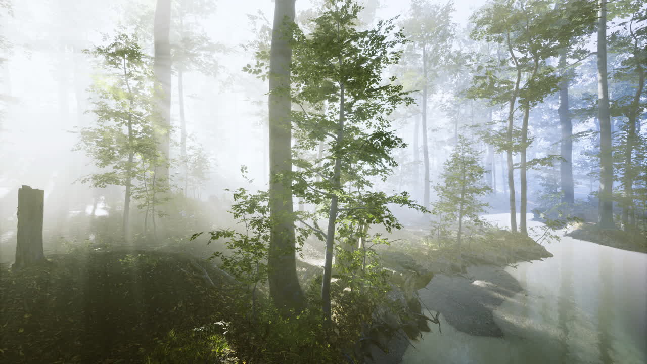 Misty forest landscape with sunlight filtering through trees near a river