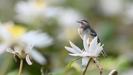 grey wagtail on water lily flower