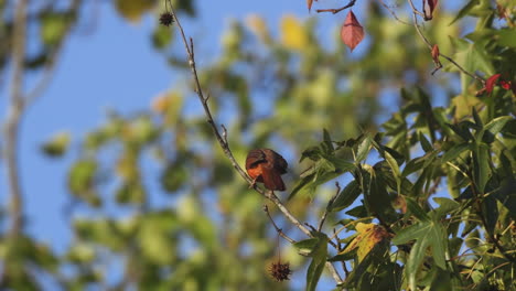 A-small-cardinal-leaving-a-perching-spot