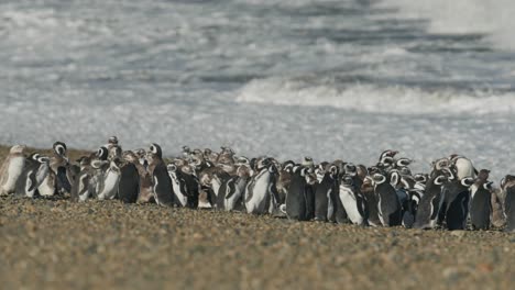 huddle of penguins in patagonia on a rocky beach