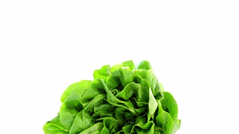 Close-up-of-lettuce