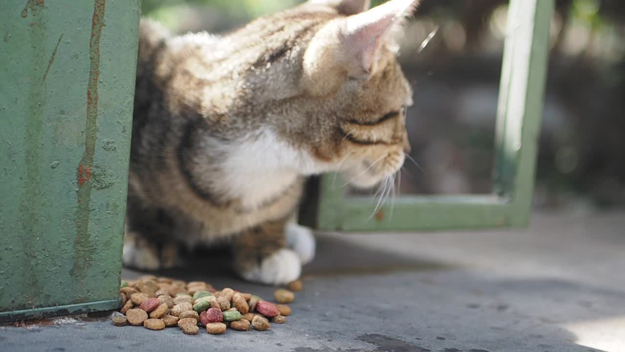 Eine Katze frisst Katzenfutter im Freien