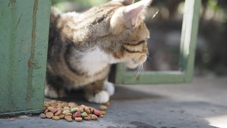 a cat eating cat food outdoors