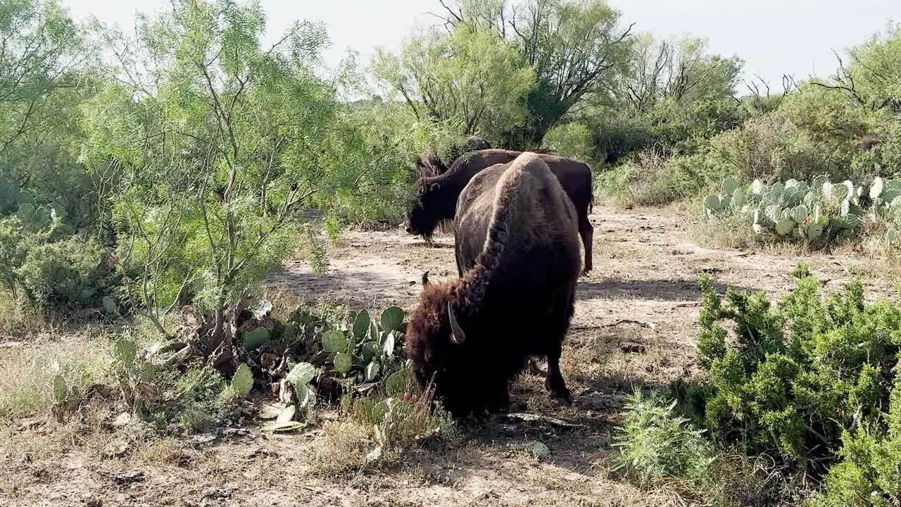bisonte pastando cerca de un cactus con un rebaño