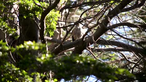 Bicolored-hawk-,-preening,-among-swaying-trees