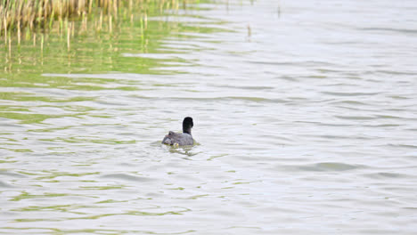 Focha-Eurasiática,-Aves-Marinas-Nadando-Y-Buceando-En-Marismas,-Lincolnshire,-Reino-Unido