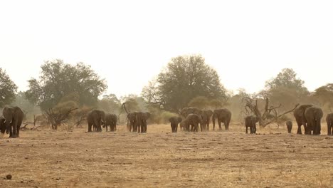 very wide shot of large herd of elephants on open plain in south africa