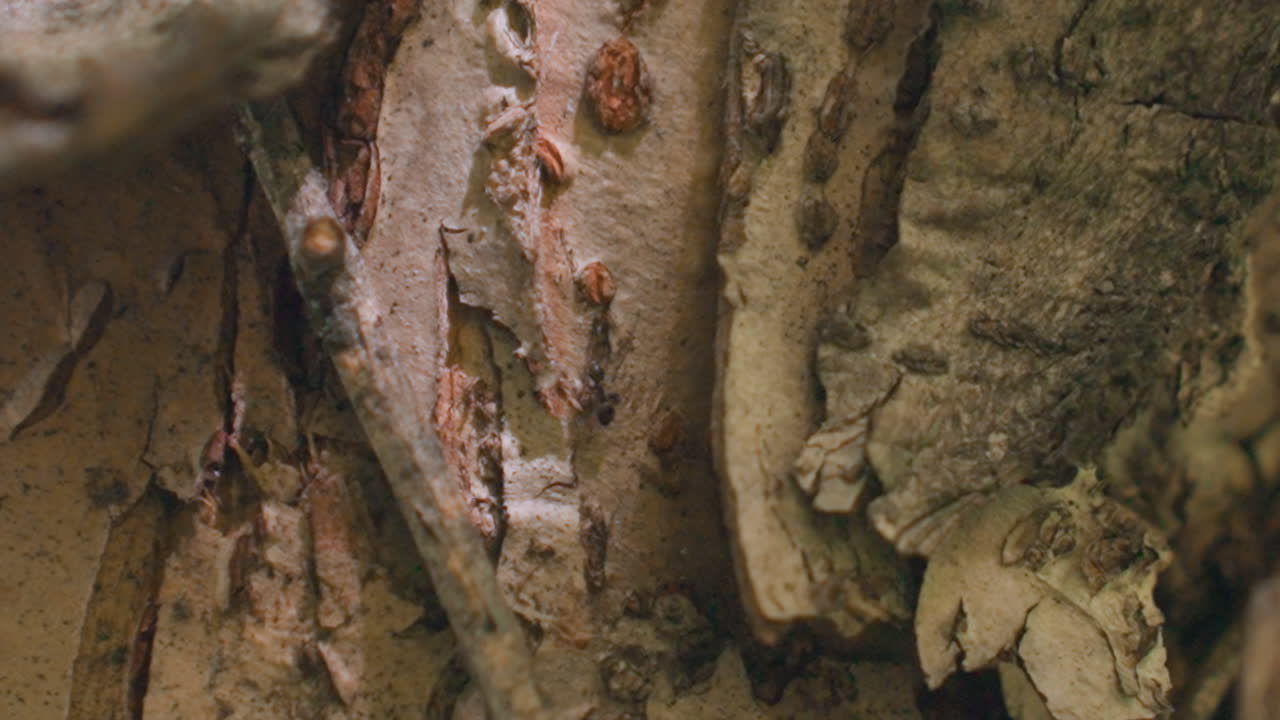 close up thick old bark with surface scratches and two ants moving rapidly along ridges and crevices of weathered wood under dappled sunlight in woodland ecosystem showing insect movement