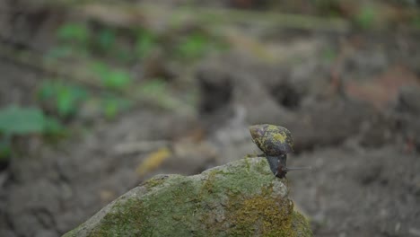 brown snail moving slowly on the stone