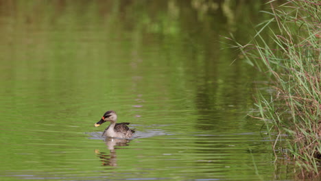 Spot-Billed-Duck-swimming-in-the-water-with-the-green-reflection-in-slow-motion