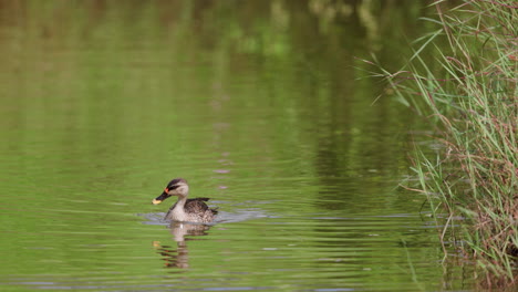 Spot-Billed-Pato-Nadando-En-El-Agua-Con-El-Reflejo-Verde-En-Cámara-Lenta