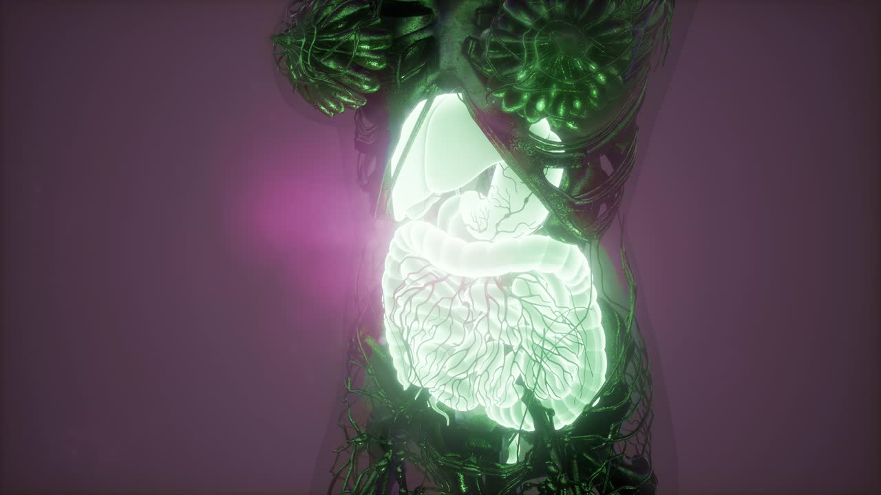 cuerpo humano con sistema digestivo visible