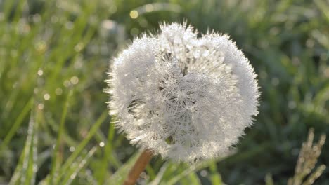 frozen dandelion on a blurred background of green grass