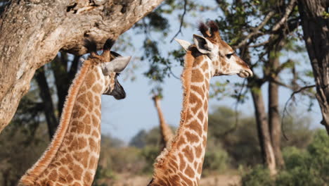 Eine-Gruppe-Nördlicher-Giraffen-Oder-Dreihörniger-Giraffen,-Die-In-Nordafrika-Heimisch-Sind