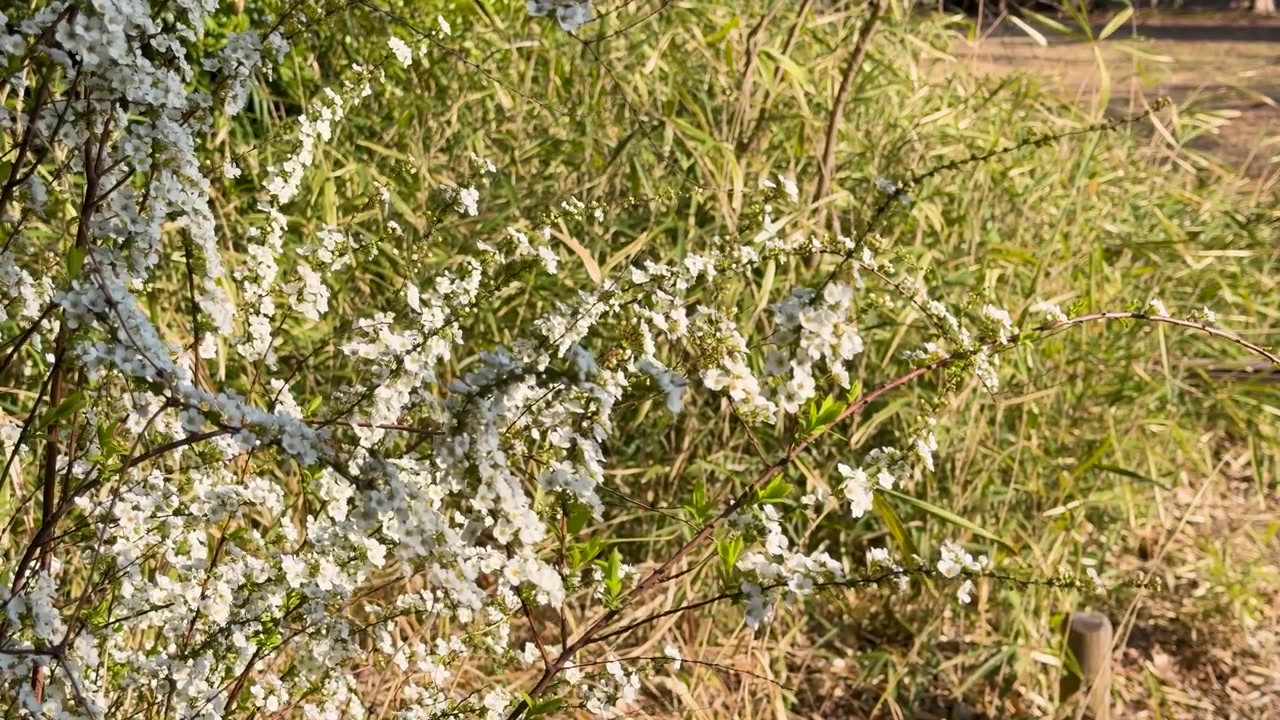 Close-up of white Thunberg spirea flowers swaying gently in natural sunlight during spring in Tokyo