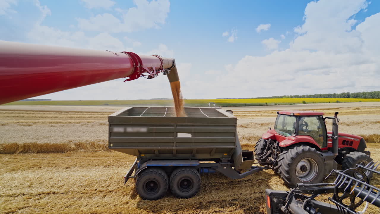 Industrial farmland finishes the seasonal work. Golden grains falling from combine into cart of a tractor. Grains pouring on nature background. Machinery harvesting.