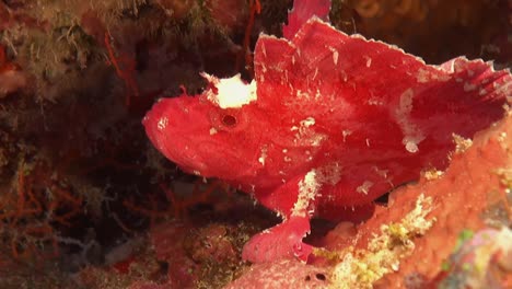 pez escorpión de hoja rosa en el arrecife de coral en las maldivas