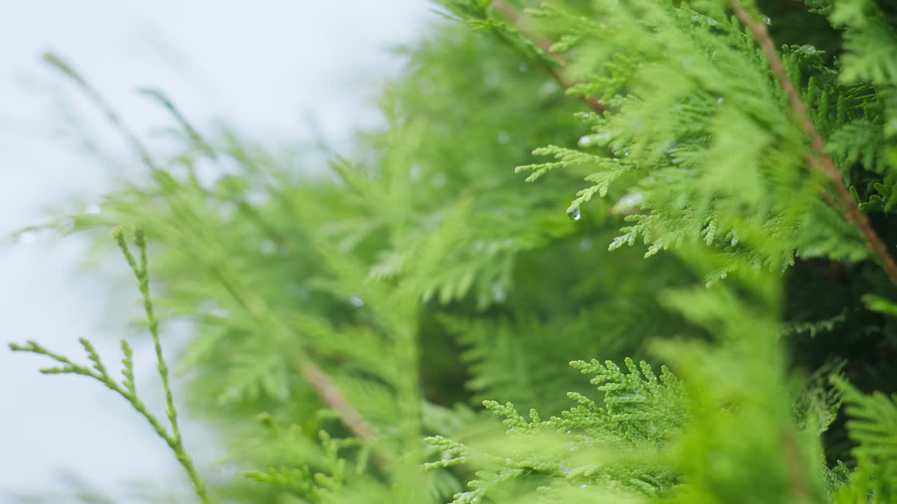 Detailed view of fresh cedar foliage showing bright green needles with water droplets.