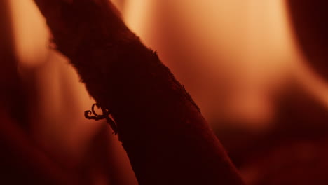 toma macro abstracta de un incendio en el bosque