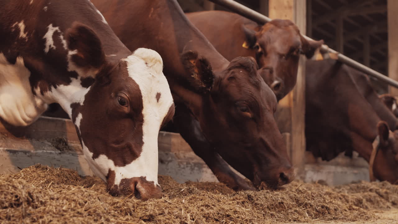 Bovini marroni e bianchi che si nutrono
