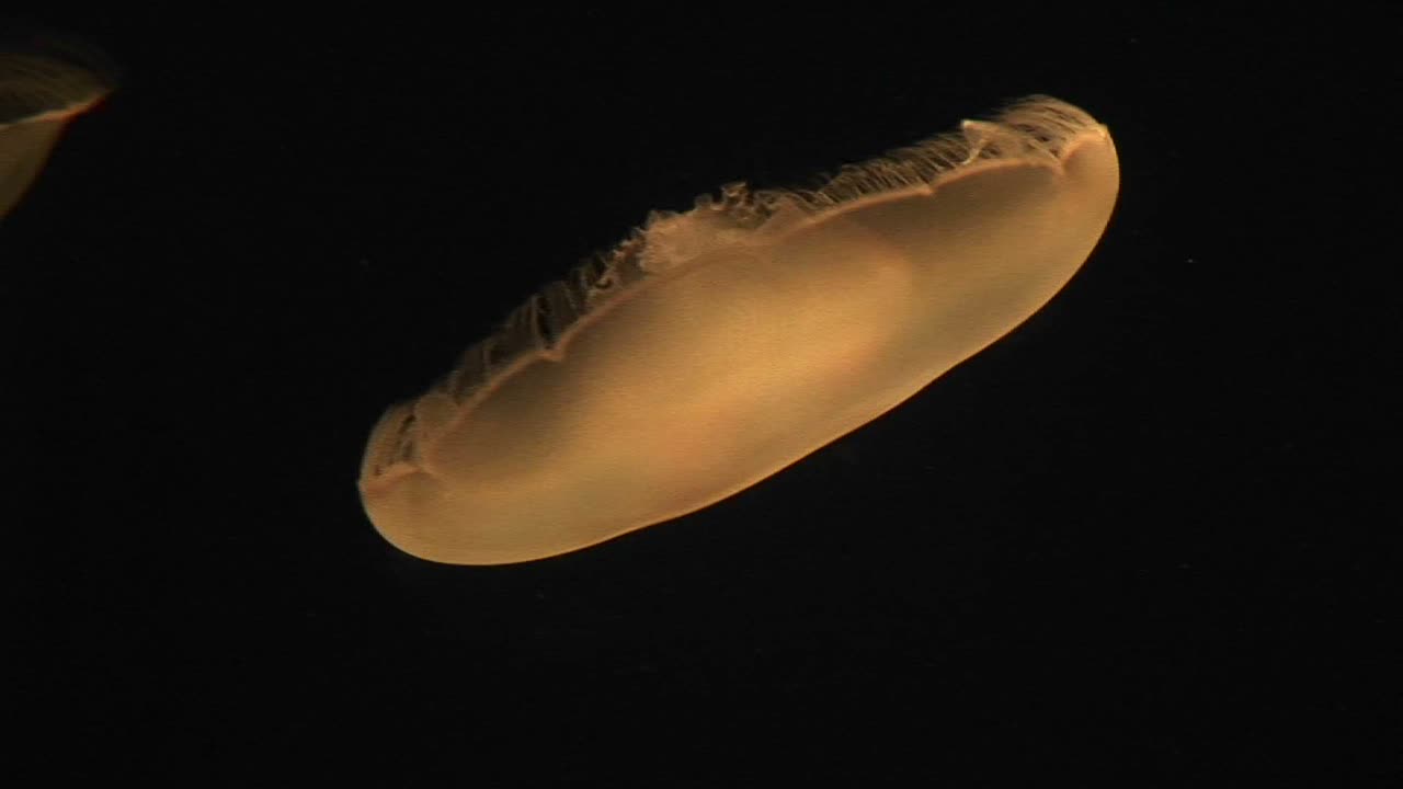primer plano submarino de una medusa lunar flotando con gracia