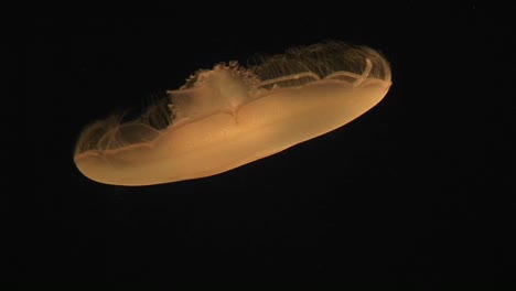 Underwater-Closeup-Of-A-Moon-Jellyfish-Floating-Gracefully