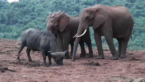 wandering animals with elephants and cape buffalo in aberdare national park, east africa