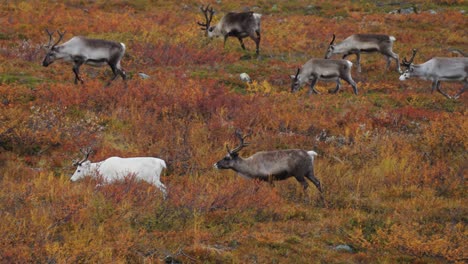 a herd of reindeer on the move