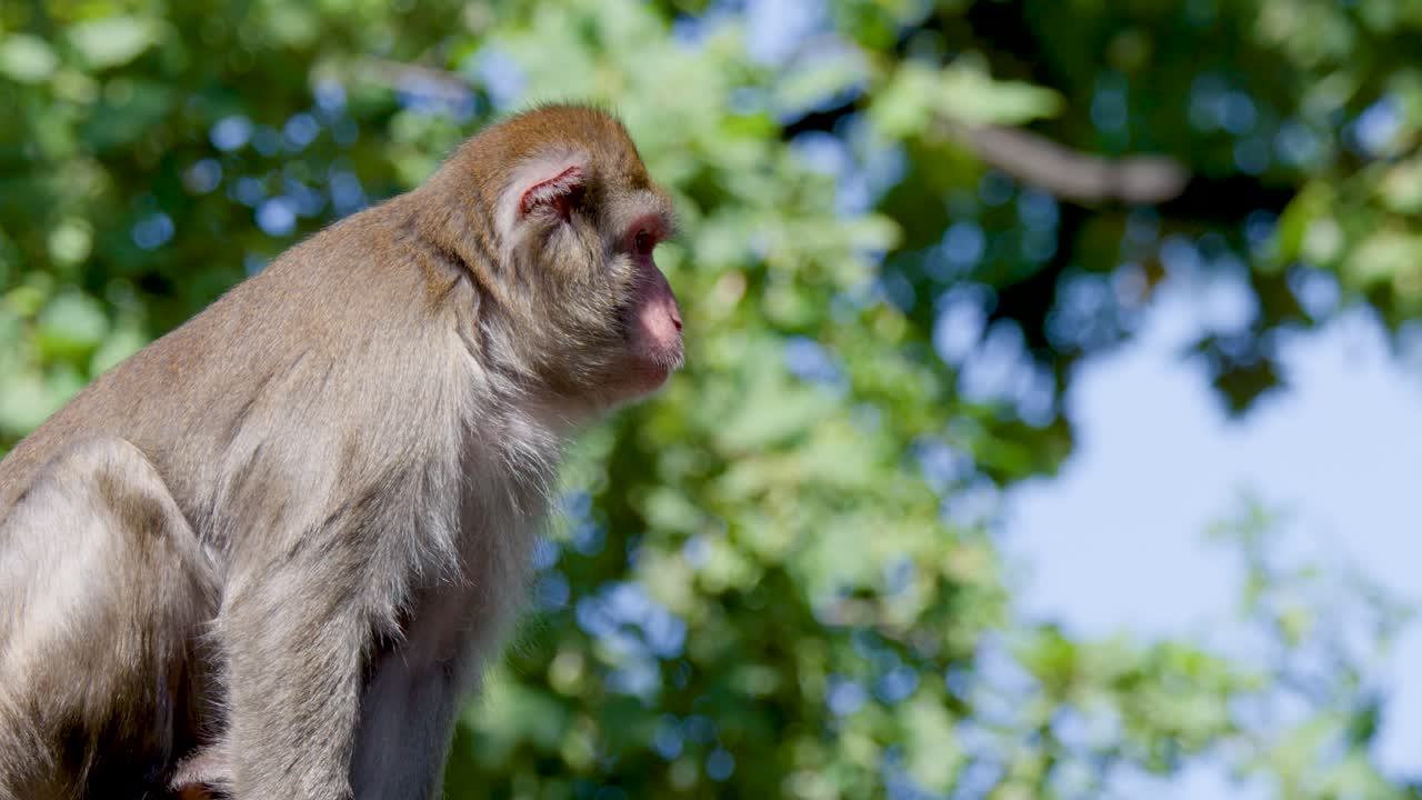 Rhesus macaque sits calmly on log, daylight, close-up, natural setting, soft sunlight, minimal movement