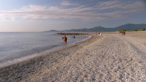 Cinematic-drone-shot-of-horses-at-beach-walking