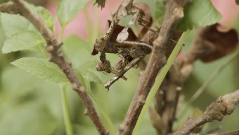 dead leaf mantis hanging on the branch of a plant eating an insect with green foliage on the background