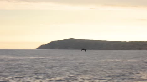 Tracking-a-sea-bird-flying-over-a-vast-blue-ocean-with-an-orange-sunset-on-the-horizon