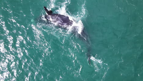 la ballena se deformó la aleta hace que el cuerpo ruede sobre la espalda, la pantorrilla alegre al lado