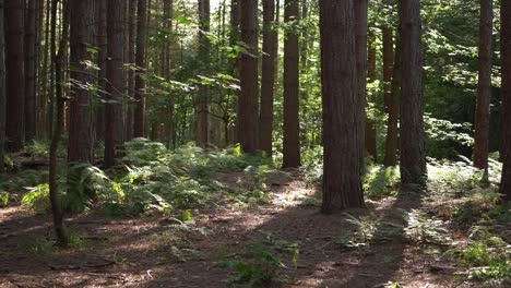 bracken growing in english pine forest wide tilting shot