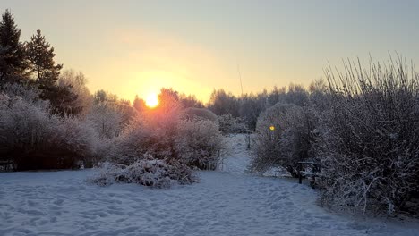 Ein-Schwarm-Kleiner-Vögel-Fliegt-Im-Kalten-Winterschneegarten,-Goldener-Morgensonnenaufgang