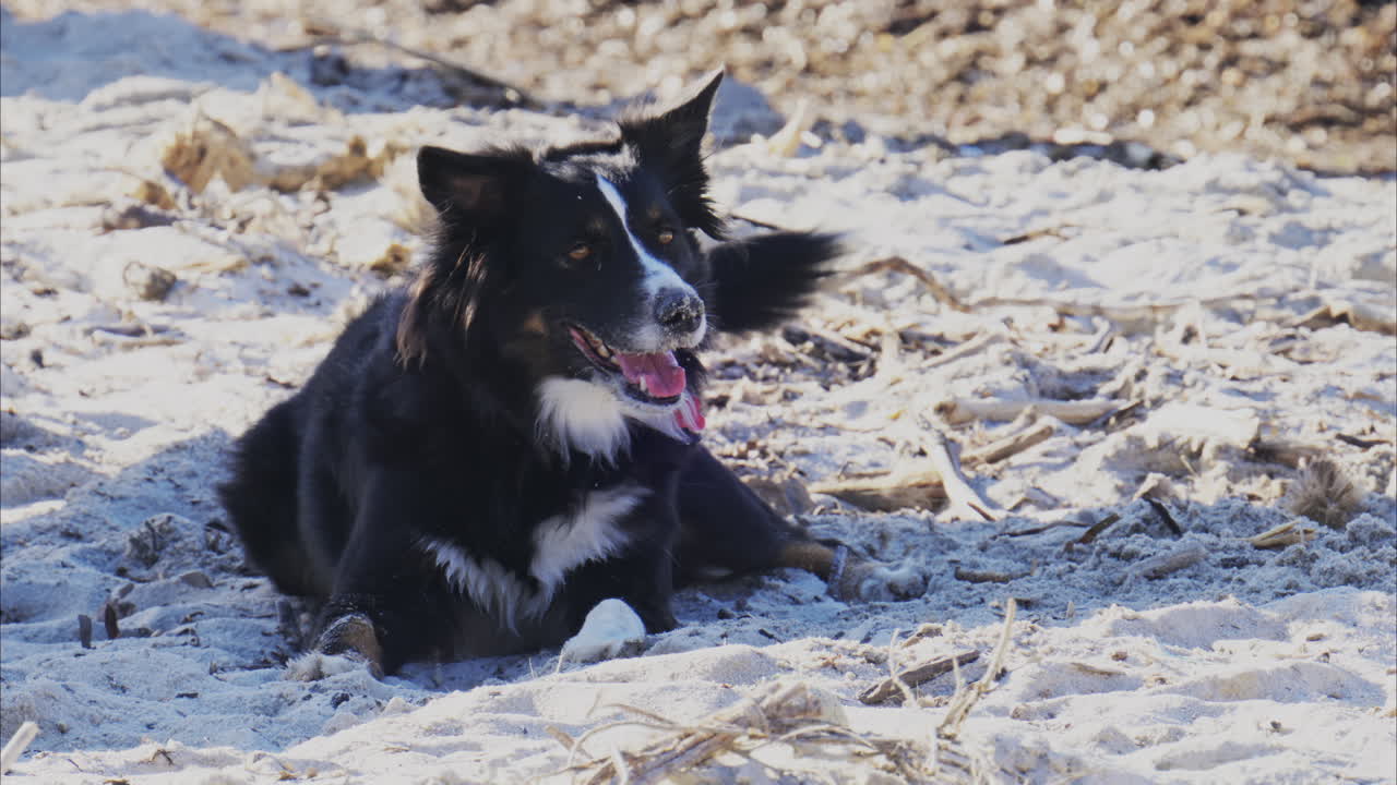 Close up of a black and white dog relaxing on the beach