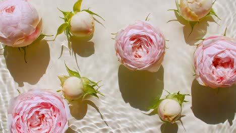 top view slow motion of pink rose flowers on water surface and waves on pastel background. water splash white, beige colored. pure water with reflections sunlight and shadows. valentines day